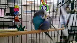 Parakeets mating budgies mating [upl. by Artair]