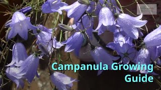 Campanula Gardening Guide [upl. by Perrin309]