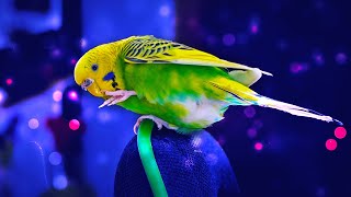 Morning Sounds of Budgies for 1 Hour [upl. by Nirat]