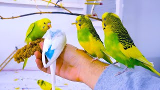 Budgie Sounds for Lonely birds to make them happy [upl. by Notac896]