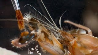 Pistol Shrimps Cavitation Bubble  Richard Hammonds Invisible Worlds  Earth Science [upl. by Trinia250]