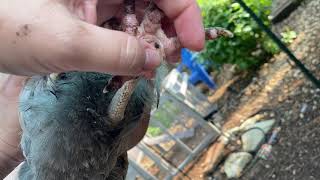 A NonInvasive Treatment for Minor Bumblefoot on Chickens or Ducks [upl. by Ladin]