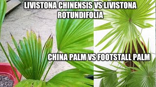 How to care China fan palm  LIVISTONA CHINENSIS table palm Footstall palm LIVISTONA ROTUNDIFOLIA [upl. by Eiramoj]