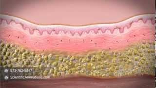 What is stem cell therapy [upl. by Yelats]