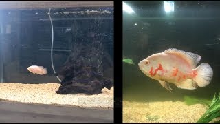 Oscar Fish 6 Months Growth Albino [upl. by Rosario]