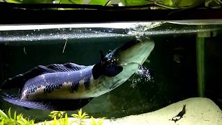 Channa marulioides Emperor snakehead feeding in slowmotion [upl. by Id]