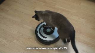 Cat shows HOW TO use iRobot Roomba Vacuum [upl. by Thorstein22]