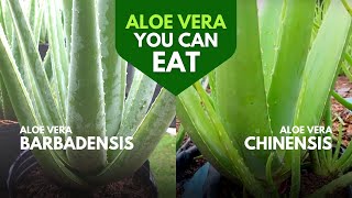 Which Aloe Vera is Edible [upl. by Galatia]