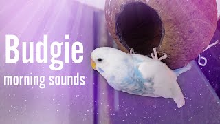 Morning Budgie Sounds for 1 Hour Listening [upl. by Haerr]