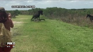 Horse clashes with alligator in Florida state park [upl. by Alpers]