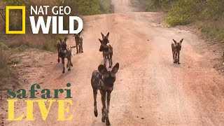 Safari Live  Day 1  Nat Geo WILD [upl. by Aenit]