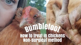 Bumblefoot  How to treat in chickens Nonsurgical method [upl. by Daile]