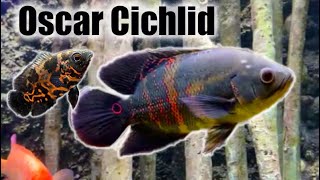 Oscar Cichlid  Care Guide amp Species Profile [upl. by Naitsihc845]