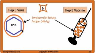 Microbiology 550 c Hepatitis B HBV Dane PArticle HBsAg HBeAg HBcAg Antigen surface core antibodies [upl. by Kcod]