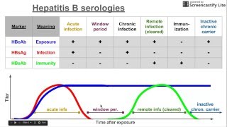 Hepatitis C Virus Life Cycle [upl. by Kalila]