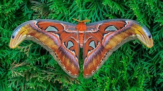 Attacus atlas moth development [upl. by Marquez]