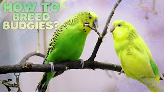 Budgie Breeding  Everything You need to know [upl. by Gannon76]