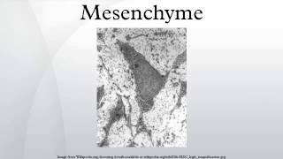 Mesenchyme [upl. by Amle]