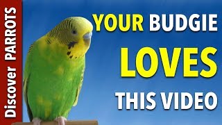 Your Budgie LOVES this Video  Discover PARROTS [upl. by Boesch]