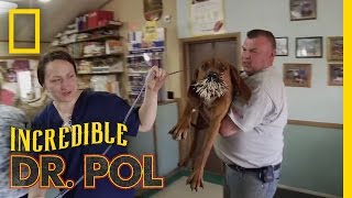 Bloodhounds vs Porcupine  The Incredible Dr Pol [upl. by Spohr675]