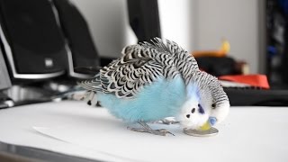 8 hours Budgie sounds  Talking to 1KM [upl. by Uzia]