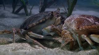 Arthropods  Blue Crab Molting [upl. by Rigdon]