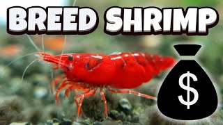 How to Breed Shrimp  A full guide [upl. by Oiragelo]