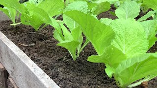 a new way to grow Brassica juncea [upl. by Inal373]