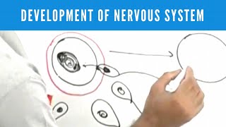 Development of Nervous System  Neuroanatomy [upl. by Nnaid]