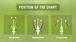 Study of Different Types of Inflorescences [upl. by Casar740]