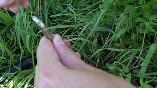 Edible Wild Plants Wild Carrot  Daucus carota Wilderness Survival skills and courses [upl. by Picardi]