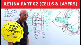 Retina  Cells and Layers  Part 2 [upl. by Nrek]