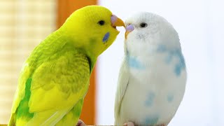 Budgie Sounds for Lonely Budgies [upl. by Portia596]