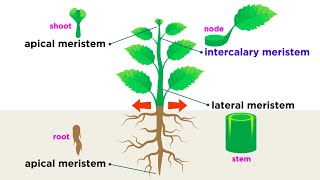 Types of Plant Cells [upl. by Eladroc]