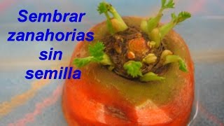 Como sembrar zanahorias sin semillas [upl. by Milano]