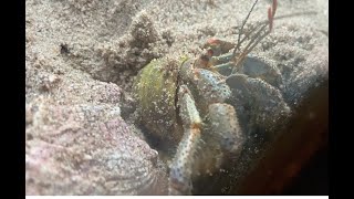 The Magic of Molting How to help your hermit crabs molt [upl. by Ihcekn]