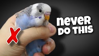 12 Things You Should Never Do to Your Budgie [upl. by Chandless]