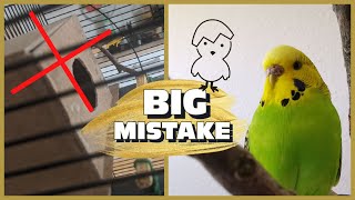 Budgie Breeding Dont Make This Mistake I Did [upl. by Urban]