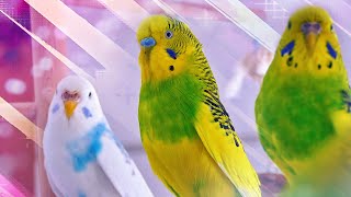 3 Hour Sounds of Budgies for Lonely Birds [upl. by Tereb190]