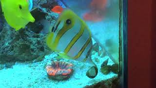 Copperband Butterflyfish Acclimation and Care Saltwater Coral Reef Aquarium [upl. by Enelyw]