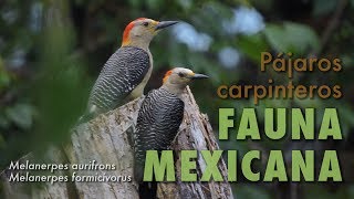 Pájaros Carpinteros  Fauna Mexicana [upl. by Yebloc]