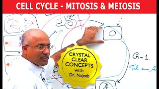 Cell Cycle and Genes  Mitosis amp Meiosis [upl. by Cortney]