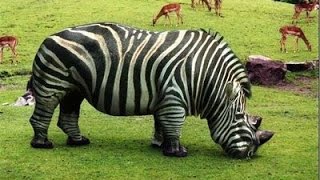 Top 10 Animales Híbridos Más Increíbles del Mundo [upl. by Wolfie]