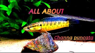 Channa punctata Spotted Snakehead [upl. by Jurkoic931]