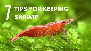 7 Tips for Keeping Shrimp in an Aquarium [upl. by Irac482]