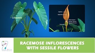 RACEMOSE INFLORESCENCES WITH SESSILE FLOWERS [upl. by Suollecram]