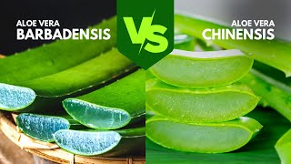 Best Aloe Vera Gel  Barbadensis vs Chinensis [upl. by Edmunda152]