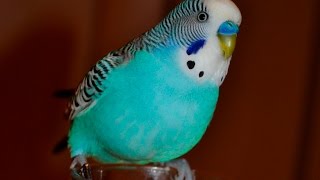 Budgie sounds Compilation  10 Hours singing to mirror [upl. by Archaimbaud]