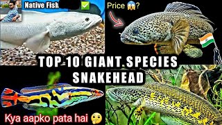 Top 10 Snakehead Types Price  Channa Barca diplogramma micropeltes marulius sholmach indianfish [upl. by Pauiie]