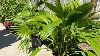 Chinese fan palm Livistona chinensis palm review [upl. by Ashely]